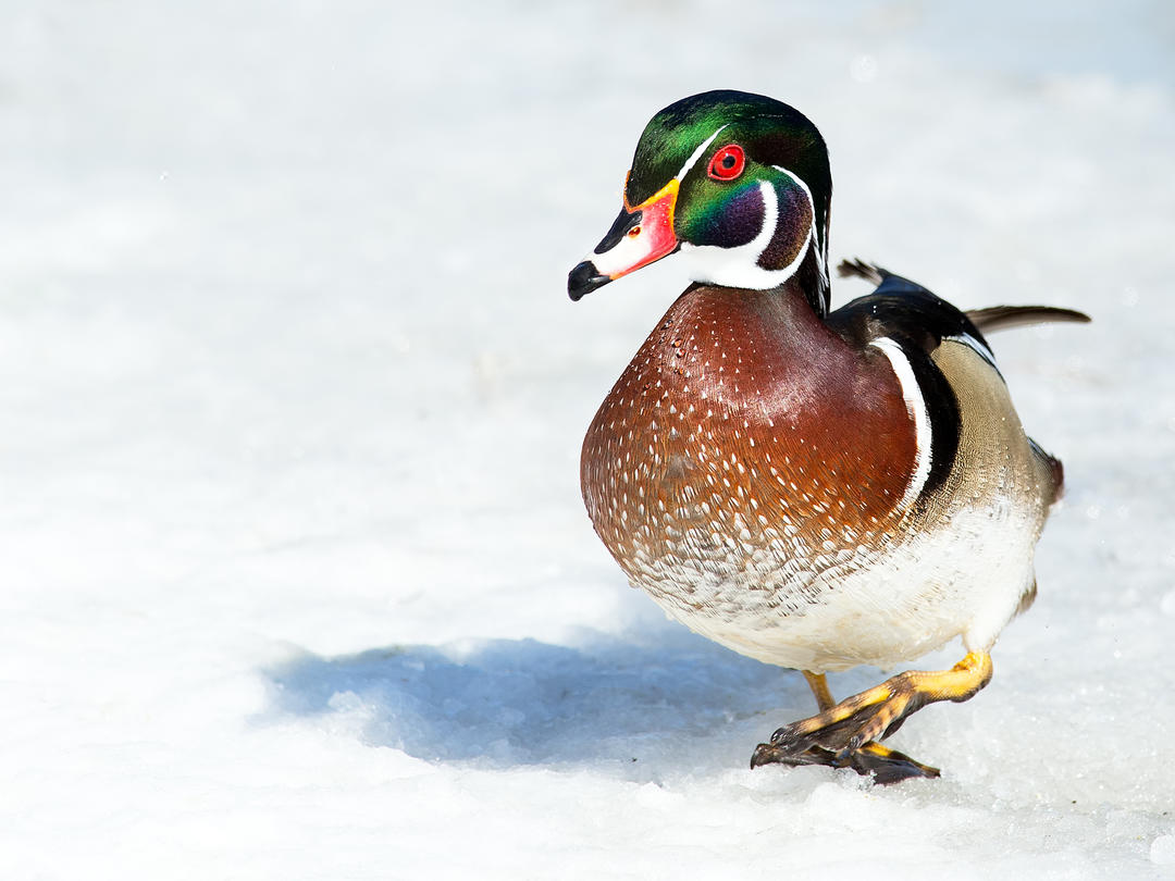 Audubon Pennsylvania
